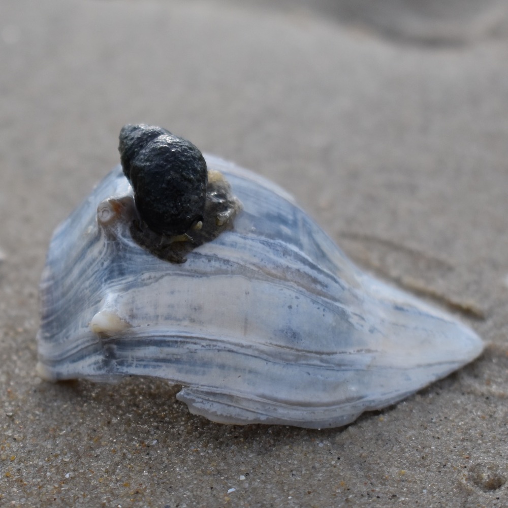 Meet your Posher, Sidney